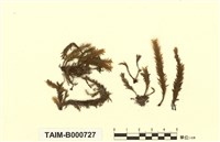 藏品(日本鳳尾苔)的圖片